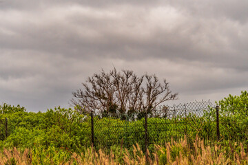 Obraz premium Paisaje con árboles y nubes en Puerto de la Cruz, Tenerife.