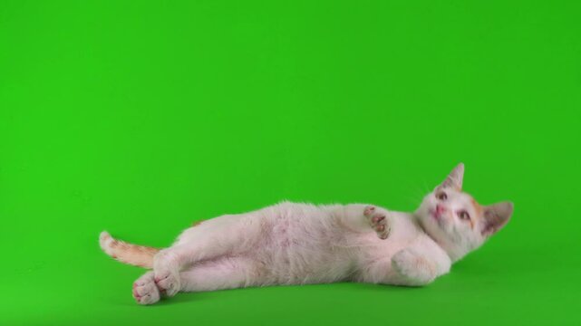 Ginger kitten cat isolated on green background chromakey screen