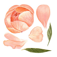 Coral peony bud, petals, leaves watercolor illustration set isolated on white. Hand-painted vintage botanical elements. Perfect for wedding design, packaging, branding, and cards. Soft blush, olive
