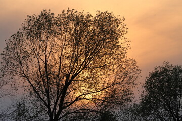 Tree crown against clouds in orange sunset light