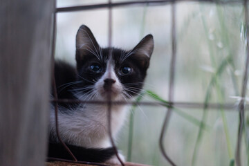 cat on a window sill