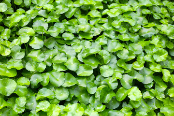 Obraz premium Gotu Kola, Centella Asiatica, Asiatic Pennywort. Herbal Plant
