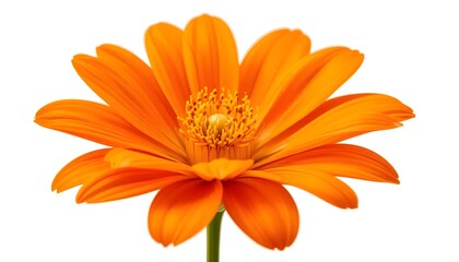 Orange Flower with Green Stem Isolated on White Background &ndash; Summer and Spring Blossom Design Element (Generative AI)