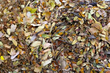 Brown dried leaves of rain tree. Dried leaves for composting