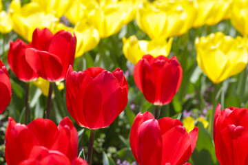 Beautiful tulip flower garden. The Expo 70 Commemorative Park, Osaka, Japan