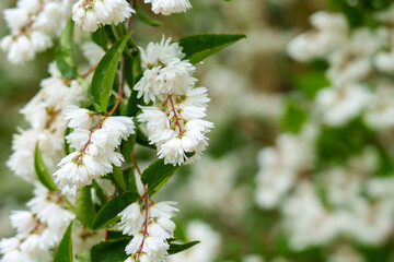 Blooming Deutzia scabra in spring park with white flowers close up