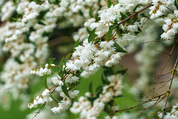 Bunches of flowers with white petals. Deutzia scabra bush. Blooming ornamental plant in garden