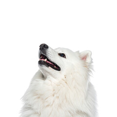 Fototapeta premium Cute white Alaskan Malamute puppy, a beautiful canine pet, poses for a studio portrait, isolated as a young purebred dog
