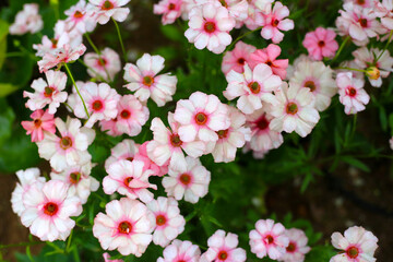 Ranunculus lux flower blooming in Japan park