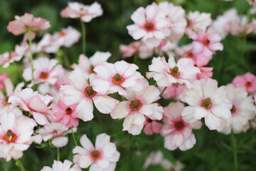 Ranunculus lux flower blooming in Japan park