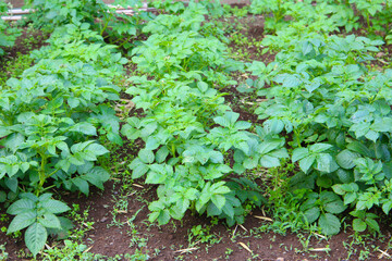 Potato plants growing in the garden