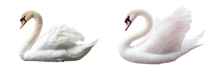 elegant white swans isolated on white background