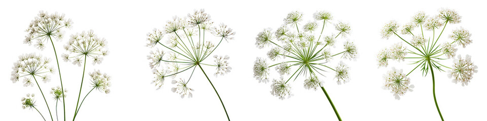 Elegant minimalist image showcasing the simple beauty of fresh white wild flowers against a clean serene backdrop