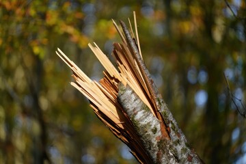 Broken tree branch exposed in forest setting during daylight hours