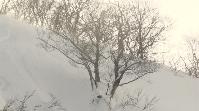 Virage poudreuse profonde t&eacute;l&eacute;mark au japon