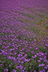 Obraz premium Dense purple flower field, focused foreground bloom, detail, blossom, garden