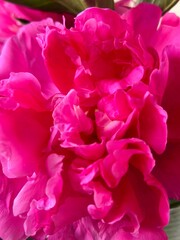 close up of peony. Pink peony blooms closeup macro photography floral bright floral background