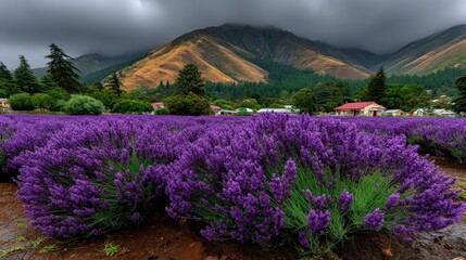Morning fog over lavender field
