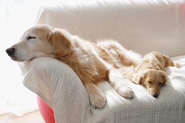 ソファーで眠る2匹の犬