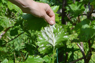 Gardener shows grapevine diseases. Downy mildew, caused by the pathogen Plasmopara viticola is a fungal disease that affects a grape leaves.