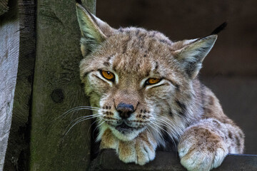 Yellow eyed Lynx