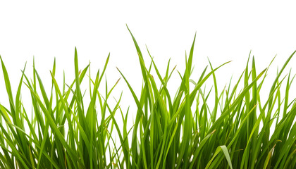 Obraz premium lush green grass on a pure white background, photo. isolated with white highlights