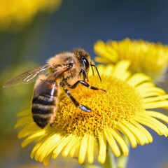 bee on flower