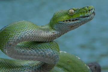 A vivid green tree python coils gracefully on a branch, its scales detailed and eyes alert. The snake's bright color contrasts with the soft, greens of its natural background, 20 may 2025 Indonesia
