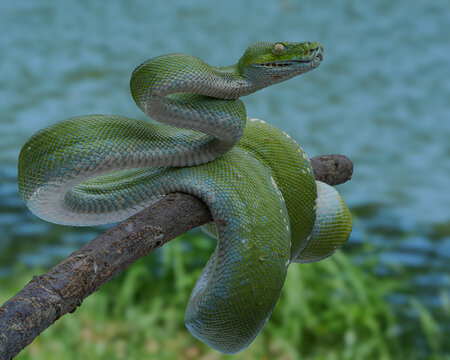 A vivid green tree python coils gracefully on a branch, its scales detailed and eyes alert. The snake's bright color contrasts with the soft, greens of its natural background, 20 may 2025 Indonesia
