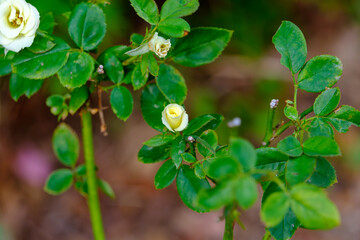 白い薔薇の蕾