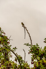 Pájaro posado en la rama de un árbol