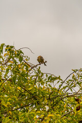 Pájaro posado en la rama de un árbol