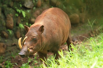 a babirusa is seen wandering in the bushes
