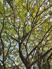 Lush canopy of branches reaching towards a pale sky.