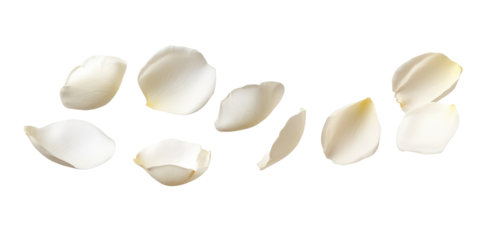 A scattered arrangement of endive heads on a black background creating a minimalist food still life scene