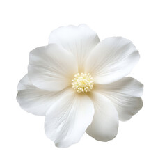 A close up shot of a white flower with delicate petals and a yellow center against a black background space