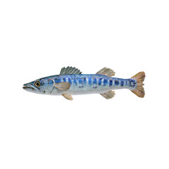 Fototapeta premium Striped Barracuda Fish Detailed Studio Shot of Marine Life