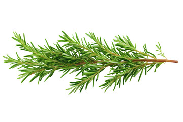rosemary sprig isolated on white background