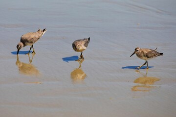Three shorebirds foraging on a sandy beach with reflections in the water.