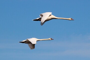 Obraz premium Two swans gracefully flying in a clear blue sky.