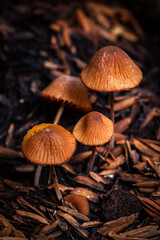 mushroom in the forest