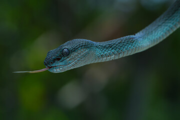 A mesmerizing blue-phase Trimeresurus insularis, or Blue Sunda Pit Viper, with striking blue scales and piercing eyes, elegantly wrapped around a branch, 20 may 2025 Indonesia