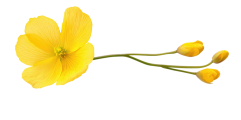 A single yellow flower with three buds on a stem isolated against a black background, close up shot