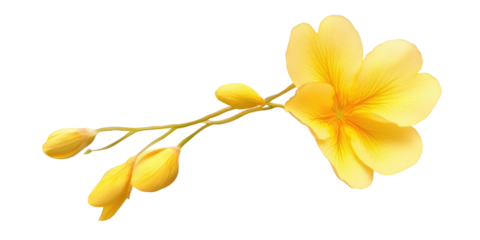 A close up of a yellow flower with buds on a stem against a plain black background in sharp focus