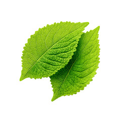 Vibrant Green Leaves Close-up of Two Lush Leaves on transparent background