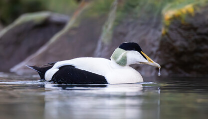 Common eider closeup, high detail, Arctic