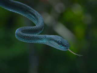 A mesmerizing blue-phase Trimeresurus insularis, or Blue Sunda Pit Viper, with striking blue scales and piercing eyes, elegantly wrapped around a branch, 20 may 2025 Indonesia
