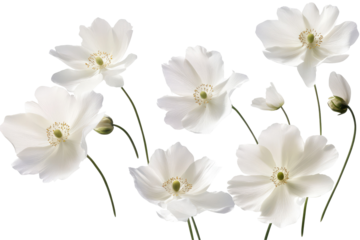 A cluster of white poppies with delicate petals and green centers against a black background creating contrast