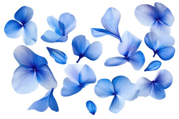 A scattering of delicate blue hydrangea petals isolated against a stark black background creating a vibrant contrast