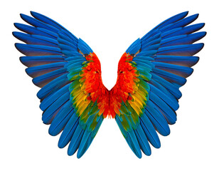Obraz premium Colorful parrot wings isolated on a transparent background